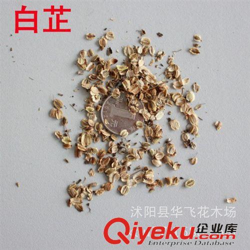 布迪椰種子 布迪椰子 景觀樹種子 林木種子批發原始圖片3