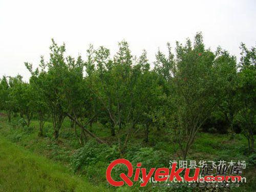 石榴 石榴樹 石榴樹苗 綠化果樹苗 樹苗批發原始圖片3