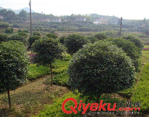 沭陽基地供應(yīng)桂花 桂花樹 桂花苗 桂花樹苗等園林綠化苗木批發(fā)