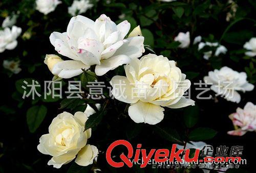 月季苗批發 豐花月季 薔薇科  月季樹苗 綠化苗  顏色留言