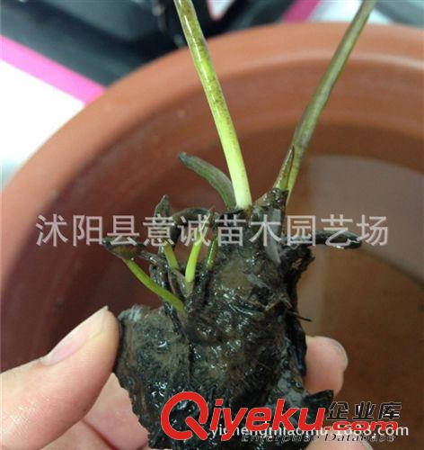 夏季直銷 睡蓮根莖 觀賞花卉 水生植物 睡蓮根塊 顏色品種齊全