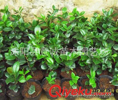 批發(fā)茶花小苗 茶花盆栽 山茶花苗 30-40cm高 綠化小苗 現(xiàn)貨