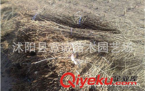 zz寧夏枸杞苗直銷 食用枸杞 枸杞樹苗 盆栽地栽枸杞子 bs消疲原始圖片3