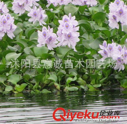 水浮蓮苗 夏季直銷 鳳眼蓮 水生植物 水生花卉 清潔河流 盆栽