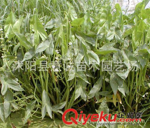 水生慈姑 直銷 水生 茨菇 水生植物 水體綠化 技術(shù)指導(dǎo) 可食用