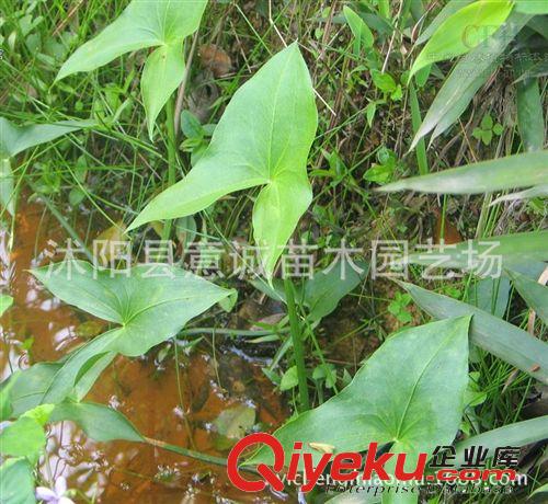 水生慈姑 直銷 水生 茨菇 水生植物 水體綠化 技術(shù)指導(dǎo) 可食用