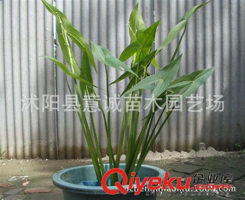 水生慈姑 直銷 水生 茨菇 水生植物 水體綠化 技術(shù)指導(dǎo) 可食用