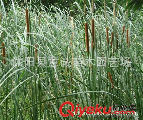 夏季直銷 香蒲 水生花卉 凈化水體 水生植物 荷塘綠化 香蒲苗原始圖片2