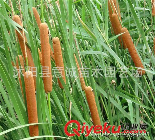 夏季直銷 香蒲 水生花卉 凈化水體 水生植物 荷塘綠化 香蒲苗原始圖片3