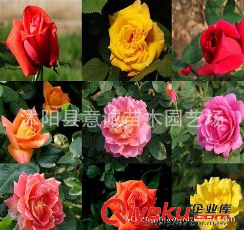 月季苗批發(fā) 豐花月季 薔薇科  月季樹苗 綠化苗  顏色留言