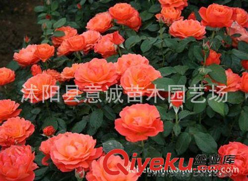 月季苗批發(fā) 豐花月季 薔薇科  月季樹苗 綠化苗  顏色留言