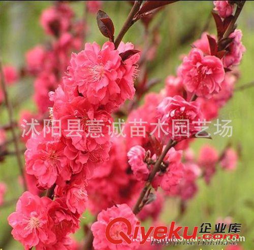 欒樹樹苗直銷 樹苗批發 凈化空氣 綠化樹苗 欒樹苗 現貨充足