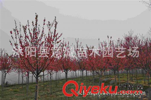 zg大小規(guī)格紅葉桃樹苗 綠化苗木 廠家直銷 紅葉桃苗木原始圖片2