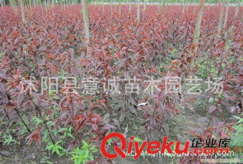 zg大小規(guī)格紅葉桃樹苗 綠化苗木 廠家直銷 紅葉桃苗木原始圖片3