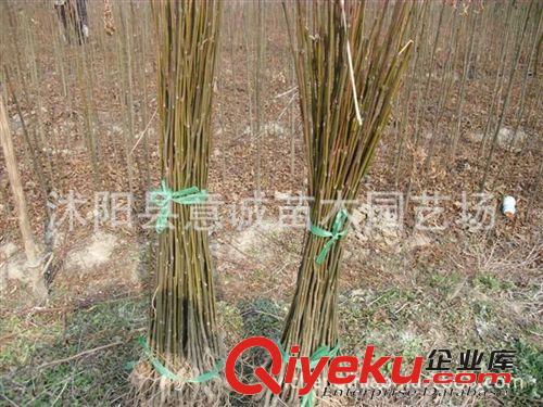 欒樹樹苗直銷 樹苗批發 凈化空氣 綠化樹苗 欒樹苗 現貨充足原始圖片2