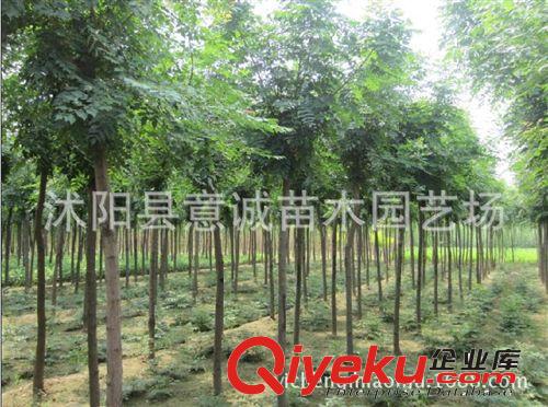 欒樹樹苗直銷 樹苗批發 凈化空氣 綠化樹苗 欒樹苗 現貨充足原始圖片3