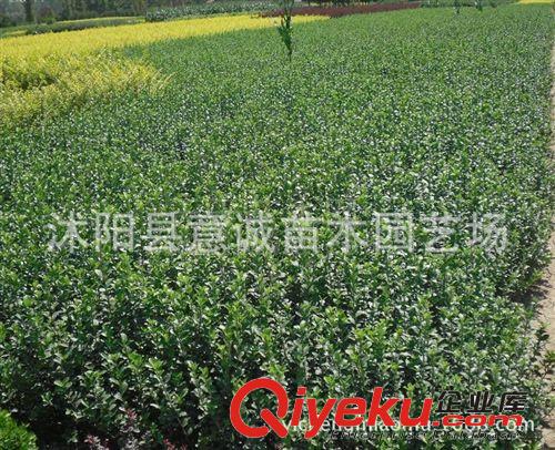 批發(fā)衛(wèi)矛小苗 根系發(fā)達 綠化苗木 吸塵 凈化空氣 衛(wèi)矛床苗原始圖片2