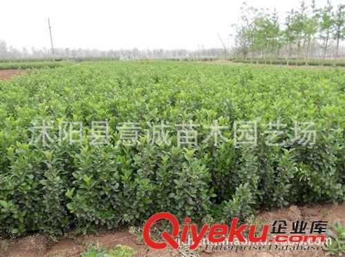 批發(fā)衛(wèi)矛小苗 根系發(fā)達 綠化苗木 吸塵 凈化空氣 衛(wèi)矛床苗原始圖片3