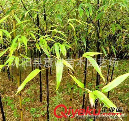 供應 紫竹 苗 綠化苗木 基地苗圃直銷 竹類植物 竹子小苗原始圖片2