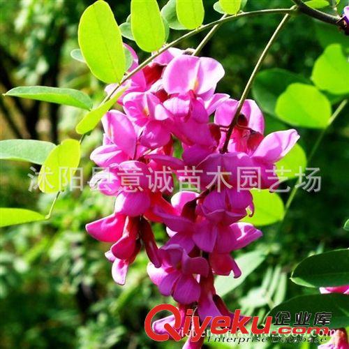 zg大小規(guī)格紅葉桃樹(shù)苗 綠化苗木 廠家直銷 紅葉桃苗木