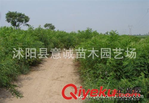 直銷紫穗槐小苗 護坡綠化苗 園林工程苗 苗壯易成活 量大從優(yōu)原始圖片2