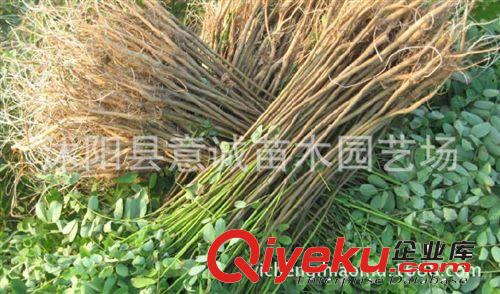 直銷紫穗槐小苗 護坡綠化苗 園林工程苗 苗壯易成活 量大從優(yōu)原始圖片3