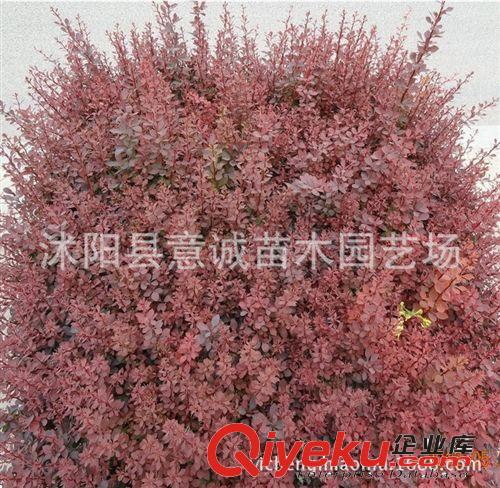 直銷紫穗槐小苗 護坡綠化苗 園林工程苗 苗壯易成活 量大從優(yōu)