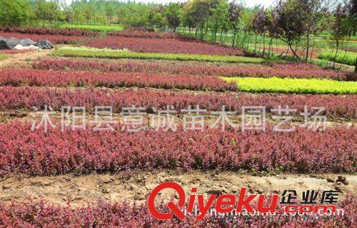 批發(fā)紅葉小檗苗 綠化苗木 灌木 色塊苗 紅葉小檗工程苗 凈化空氣原始圖片2