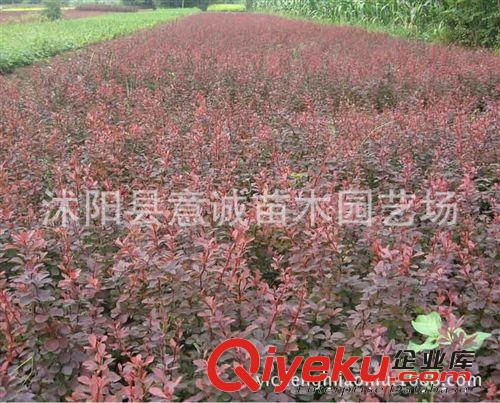 批發(fā)紅葉小檗苗 綠化苗木 灌木 色塊苗 紅葉小檗工程苗 凈化空氣原始圖片3