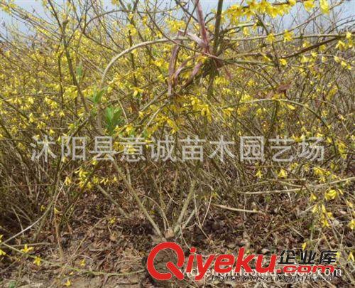 連翹小苗直銷 灌叢多生 黃老虎苗 綠化苗木 種植苗 基地直銷原始圖片3