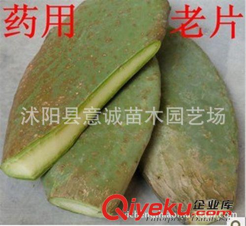 zz10年米邦塔食用仙人掌老片/腮腺炎濕疹/xy/止痛/消腫