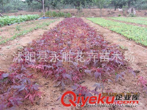 日本紅楓苗批發 園林綠化苗木 紅楓嫁接樹苗 喬木 紅楓小苗原始圖片2