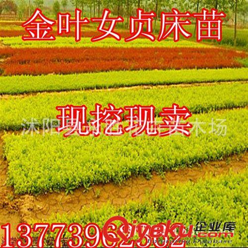 出售綠化苗木 灌木類【蜀檜】塔柏 檜柏苗 規(guī)格齊全 量大優(yōu)惠