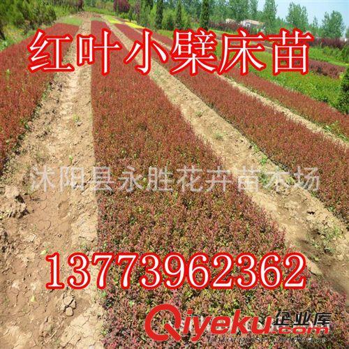 出售綠化苗木 灌木類【蜀檜】塔柏 檜柏苗 規(guī)格齊全 量大優(yōu)惠