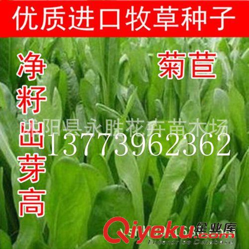 歐洲菊苣牧草種子 菊苣種子 菊苣牧草種子批發(fā) 產(chǎn)量高 適口性佳