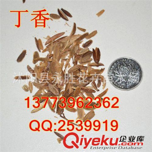 永勝苗木場(chǎng) 大量批發(fā)毛桃核種子 可嫁接各種桃樹 李樹 梅花等