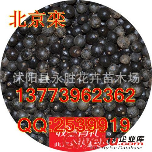 批發(fā) 林木樹種子 紅瑞木種子 薔薇種子 海桐種子 金葉女貞種子