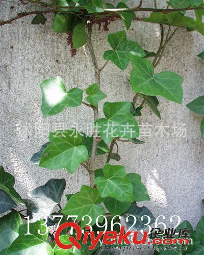 基地直銷 常春藤小苗 工程綠化苗 藤本植物 低價(jià)批發(fā)量大優(yōu)惠