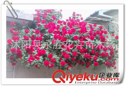 直销批发爬藤植物 蔷薇 蔷薇花 无刺蔷薇 爬墙蔷薇 可嫁接玫瑰