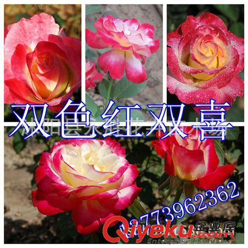 批發月季苗 藤本月季 紅雙喜 月季花苗 庭院別墅專用苗 確保真品