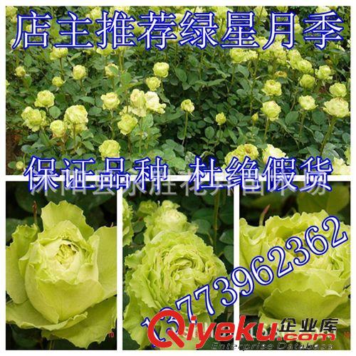 供應(yīng)品種月季 大花月季 月季 花期長(zhǎng) 庭院綠化植物 盆栽 綠星月季