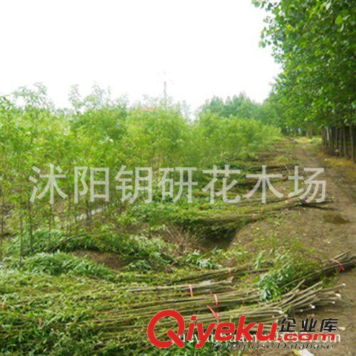 大量出售1-10公分垂柳、竹柳、直生柳成活率高