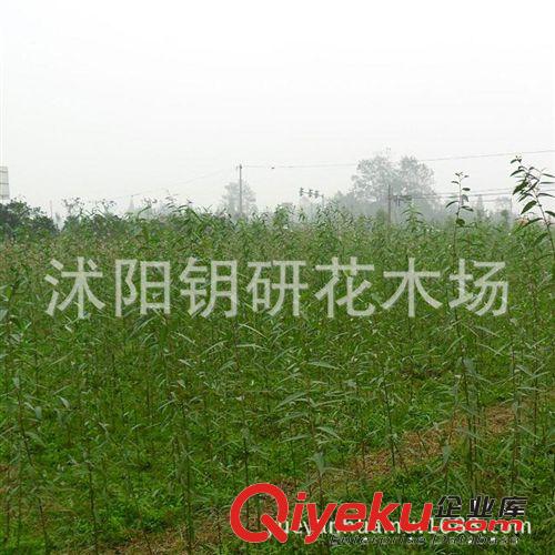 大量出售1-10公分垂柳、竹柳、直生柳成活率高