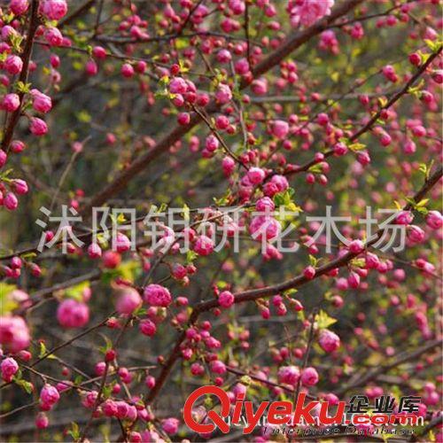 【鑰研花木】廠家大量供應4公分榆葉梅苗木 tj直銷 現貨原始圖片2