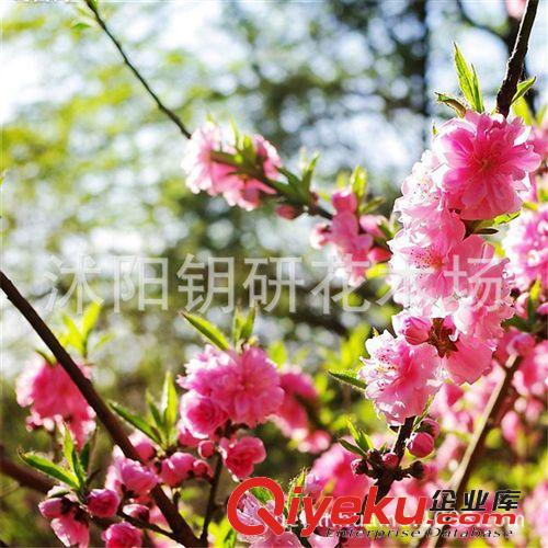 【鑰研花木】廠家大量供應4公分榆葉梅苗木 tj直銷 現貨原始圖片3
