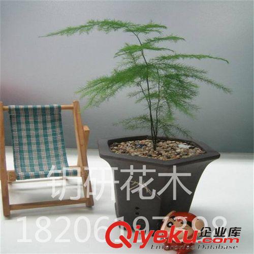 盆景盆栽花卉 辦公桌迷你盆栽植物 批發文竹 綠色有效防幅射原始圖片2