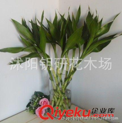 出售迷你盆栽花卉 菊花竹 辦公室擺放佳品