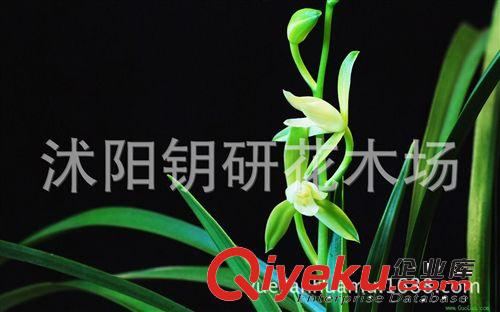 金边兰花苗 小桃红 建兰四季兰花苗 开花多！花期长！促销啦！