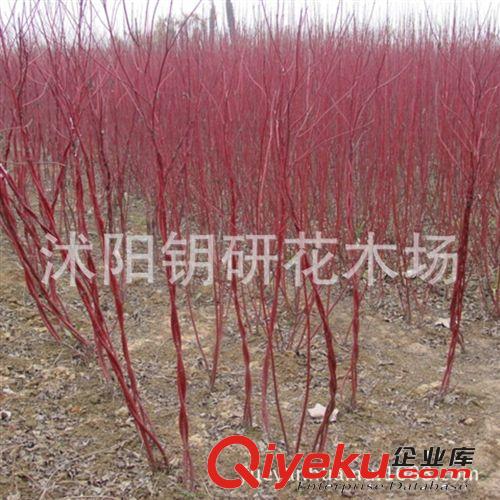 基地直銷 推薦優質 大量供應環保紅端木 10分之冠幅