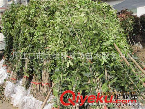 湖北十堰成功苗木批發(fā)1.5米以上桂花苗/i河南桂花/四季桂/八月桂